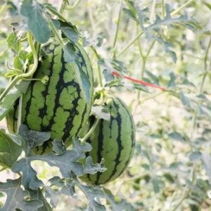 怀仁最近网红大瓜,揭秘背后惊人真相